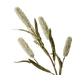 Rice Branch Beige - Setinone.ae
