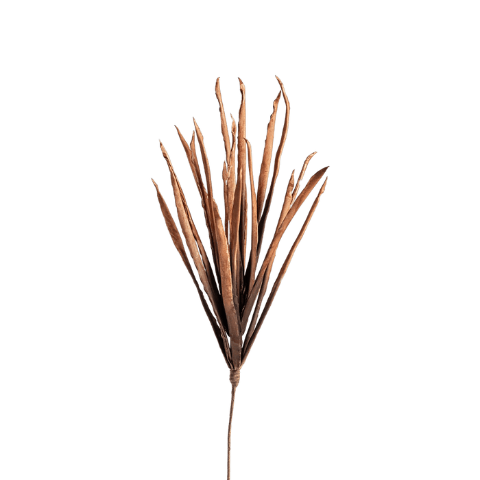 Scallion Coral