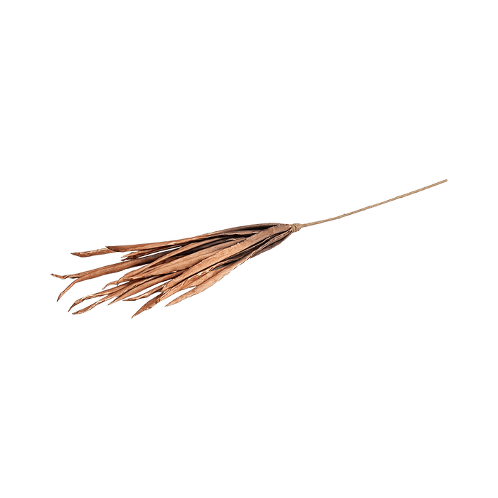 Scallion Coral