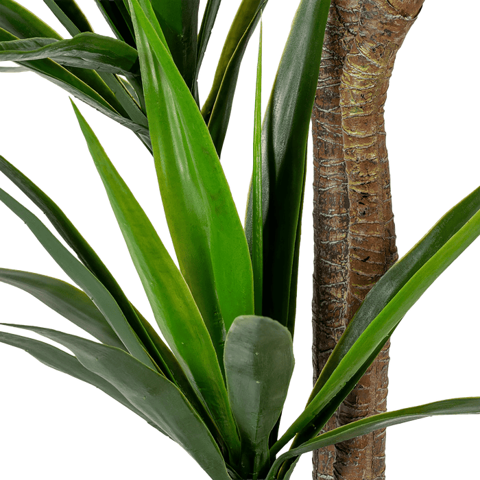 Yucca Tree With Pot
