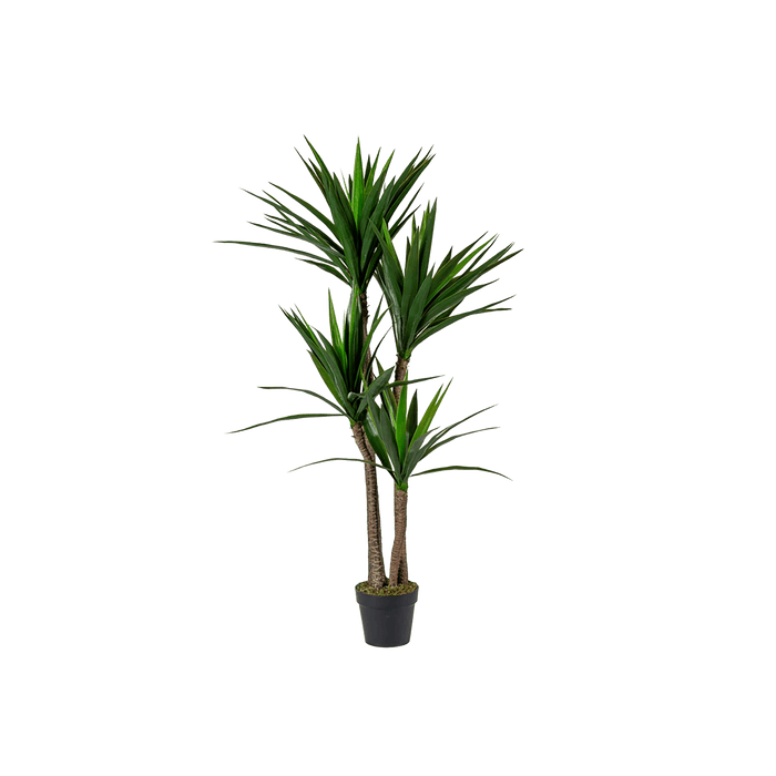 Yucca Tree With Pot