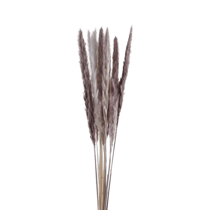 Natural Dried Small Pampas 60cm - Brown And Ivory Pan Home