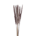 Natural Dried Small Pampas 60cm - Brown And Ivory Pan Home