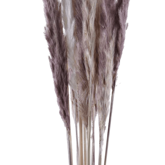 Natural Dried Small Pampas 60cm - Brown And Ivory Pan Home