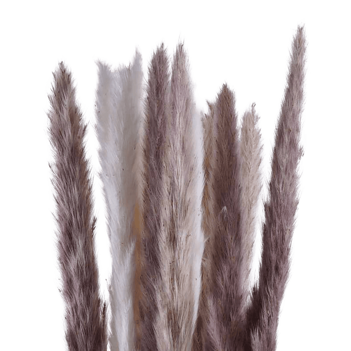 Natural Dried Small Pampas 60cm - Brown And Ivory Pan Home
