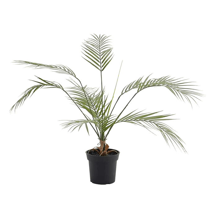 Palm Tree Green