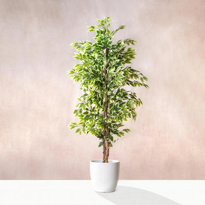 Artificial  Ficus Variegata - Natural Trunk 180cm (W/O pot)