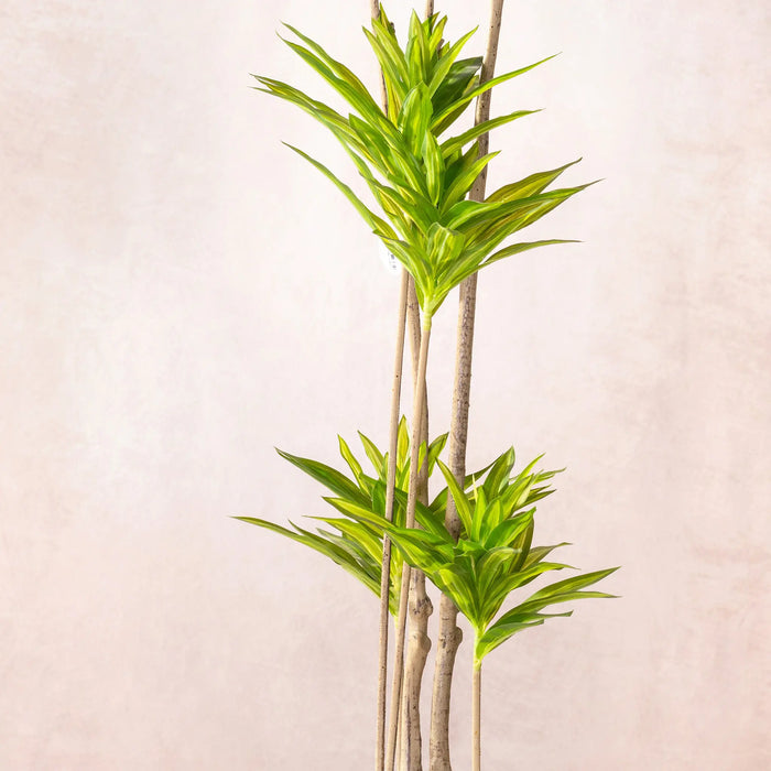 Artificial Dracaena Reflexa Tree 150cm (W/O pot)
