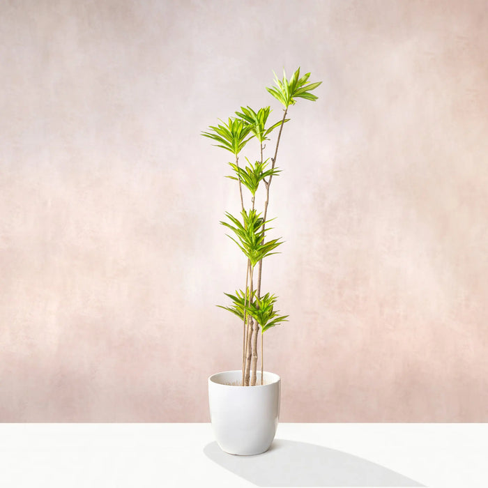 Artificial Dracaena Reflexa Tree 150cm (W/O pot)