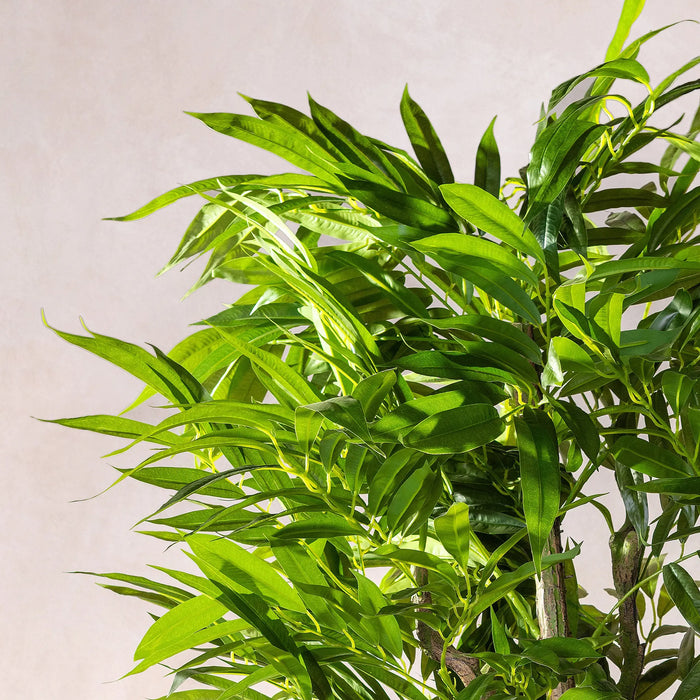 Artificial Dracaena Reflexa Tree 170cm (W/O pot)