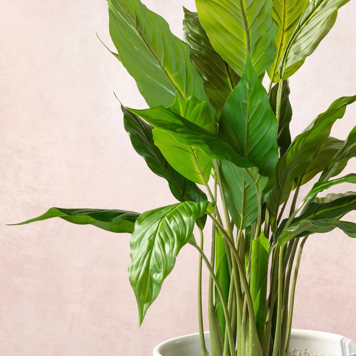 Artificial Peace Lilly Plant 75cm (W/O pot)