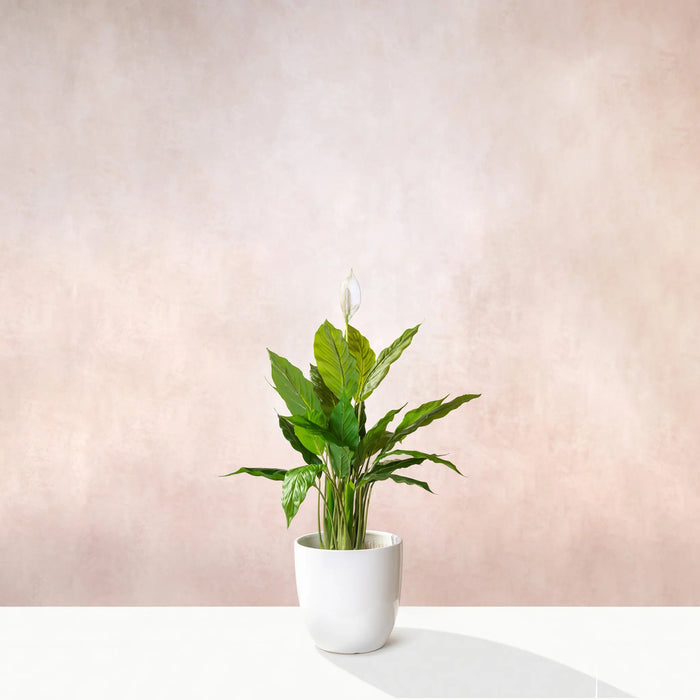Artificial Peace Lilly Plant 75cm (W/O pot)