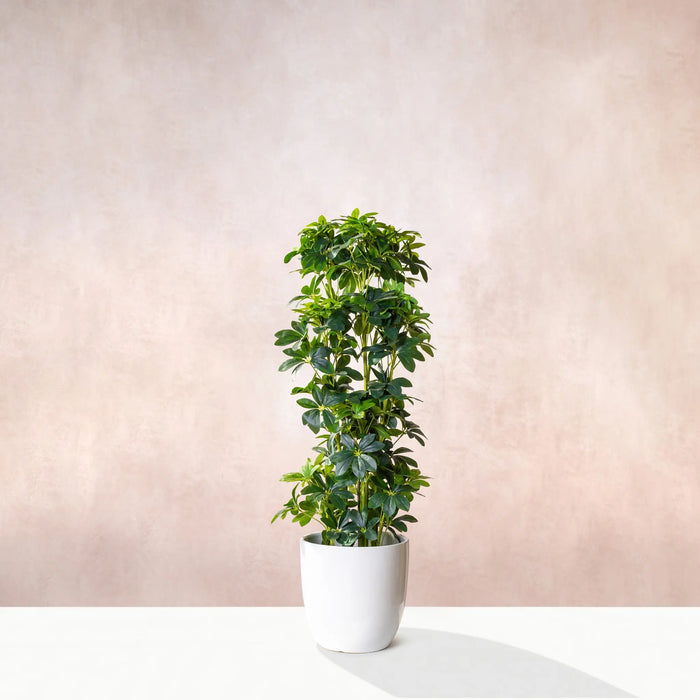 Artificial Schefflera Plant (W/O Pot)