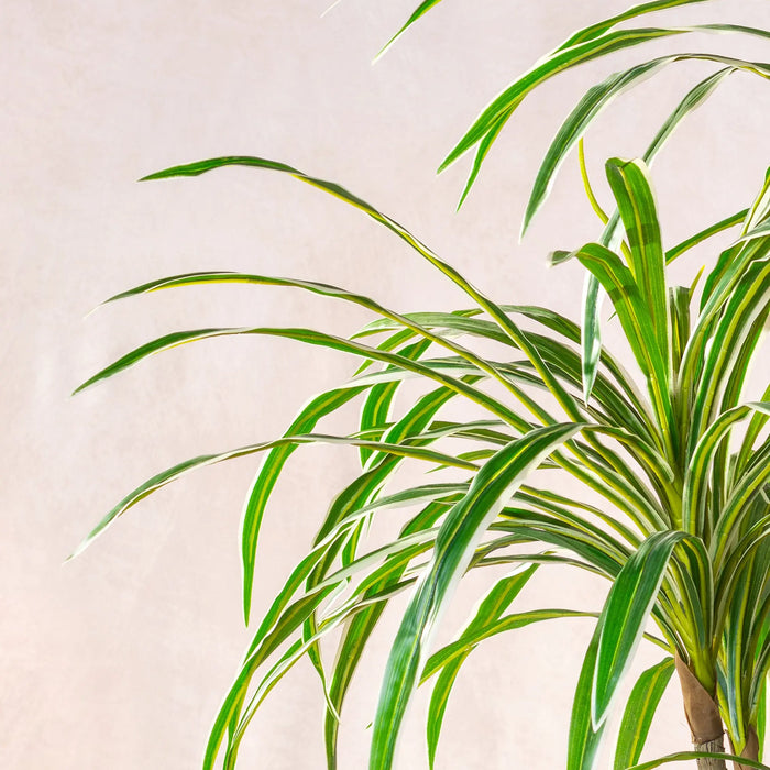 Artificial Variegated Dracaena Marginata Tree 160cm (W/O pot)