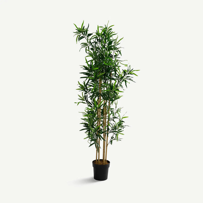 Bamboo Tree With Pot- 182cm