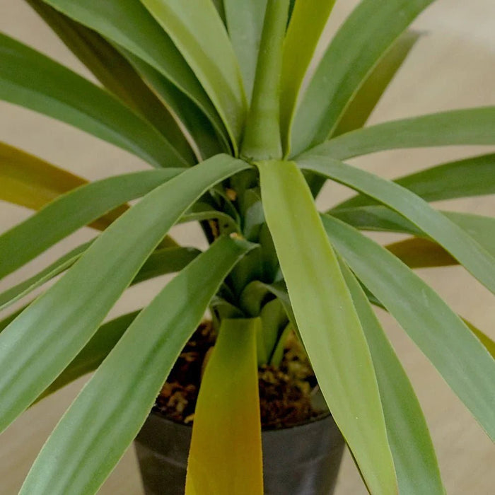 Yucca Plant - 50 CM