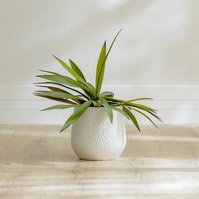 Yucca Plant - 50 CM