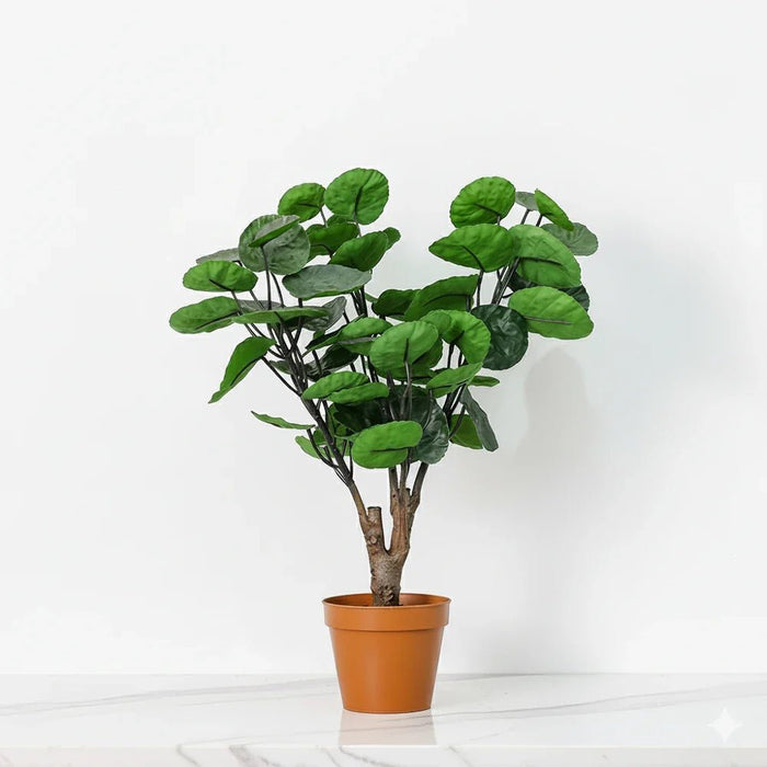 Phlox Philodendron Potted Plant 52Cm