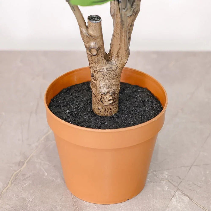 Phlox Philodendron Potted Plant 52Cm