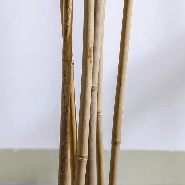 Bamboo 6 Rod150 Group Lvs Potted Plant 210Cm