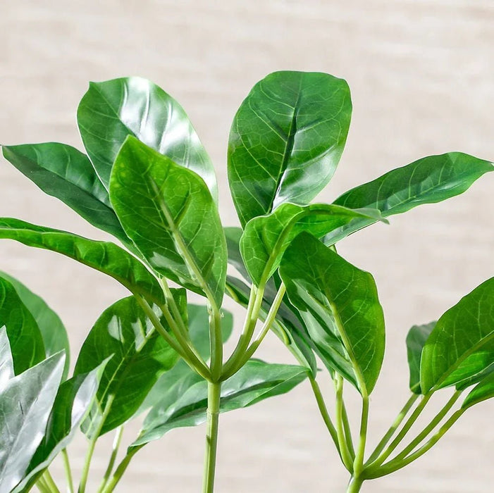 Pot Plant Schefflera 100Cm