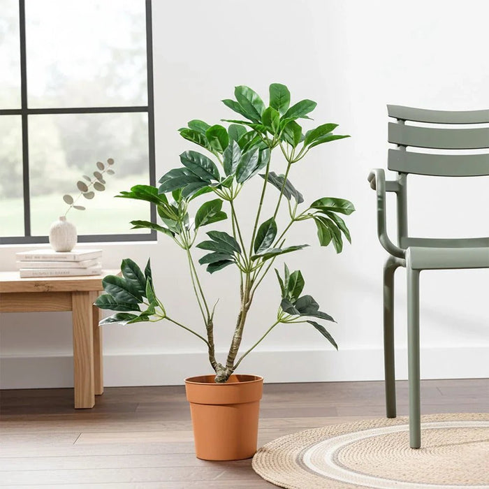 Pot Plant Schefflera 100Cm
