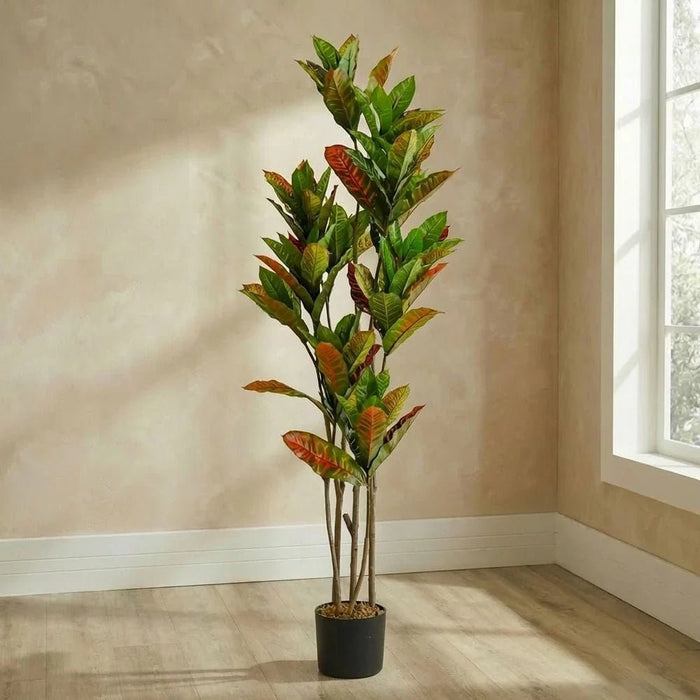 Codiaeum Plant 145CM