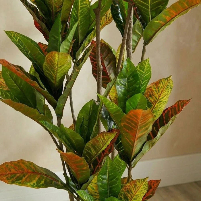 Codiaeum Plant 145CM