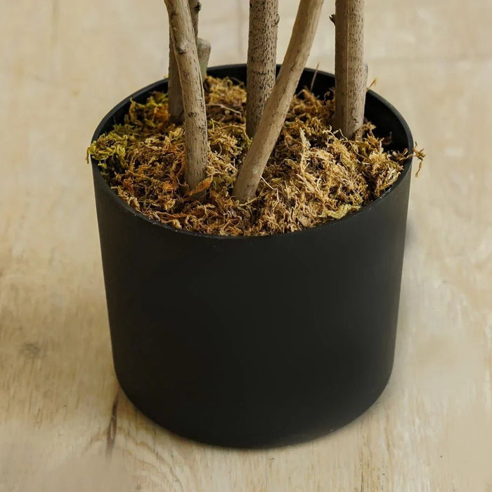 Codiaeum Plant 145CM
