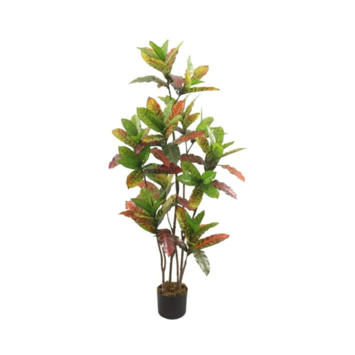 Codiaeum Plant 145CM