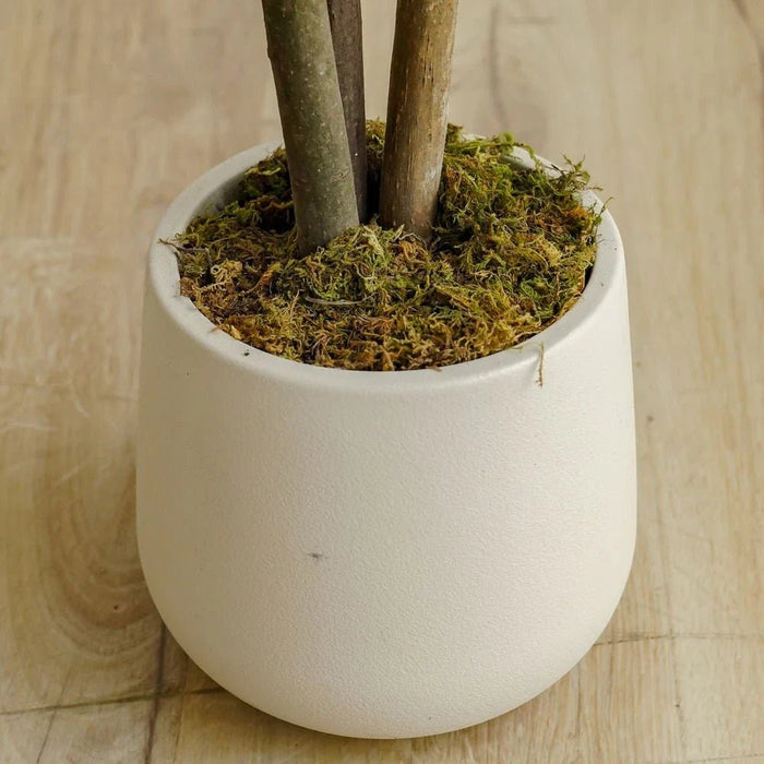 Pine Bonsai Plant 160CM
