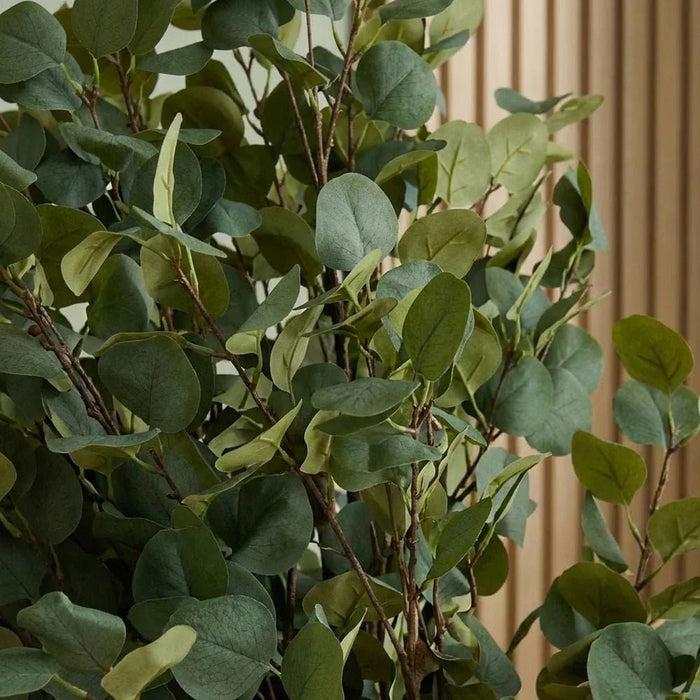 Eucalyptus Plant 200CM