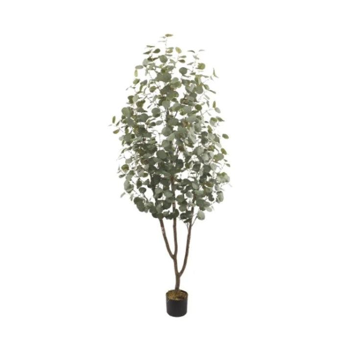 Eucalyptus Plant 200CM