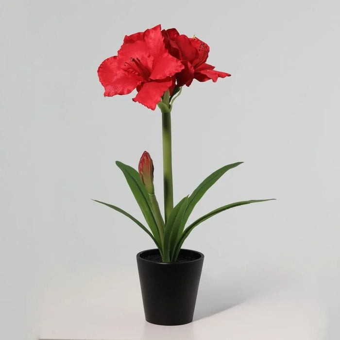 Fernza Orchid Red H55Cm