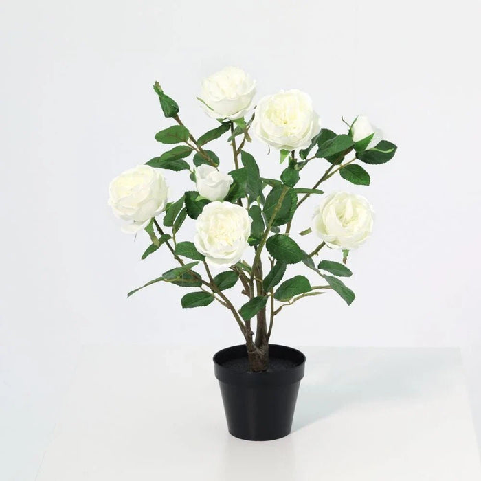 Fernza Garden Rose White H47Cm