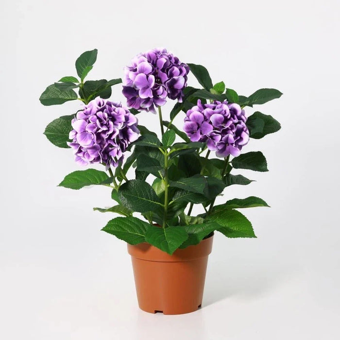 Fernza Hydrangea Purple H47Cm