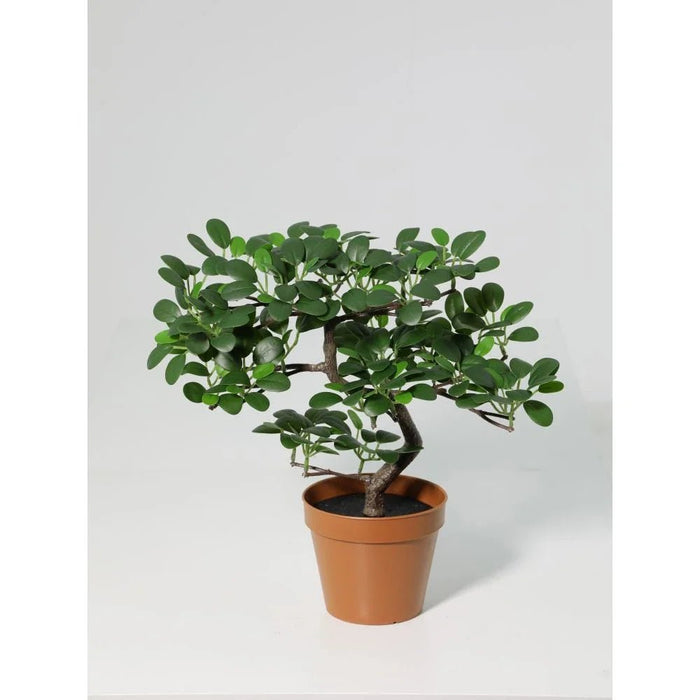 Fernza Potted Plant S Shaped Wepping Ficus Green H33Cm