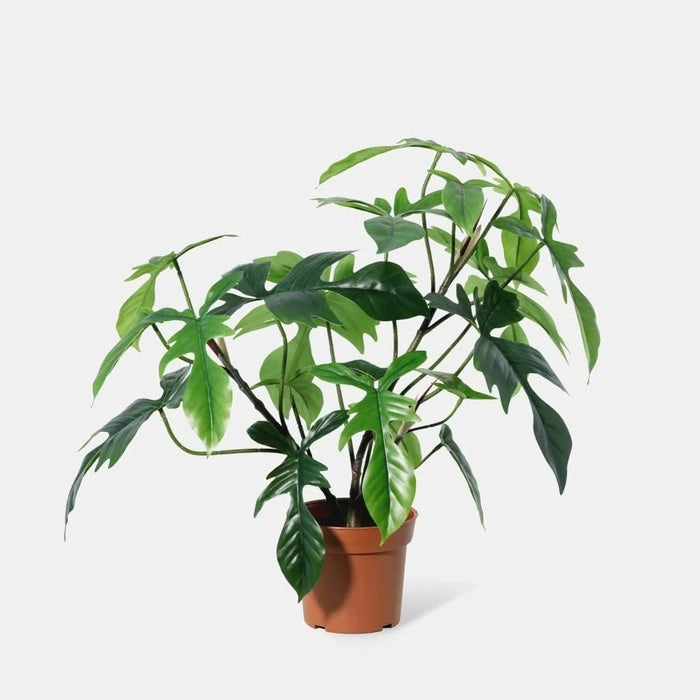 Fernza Philodendron Florida Green H58Cm