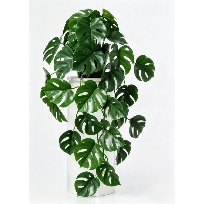 Fernza Hanging Monstera Green H45Cm