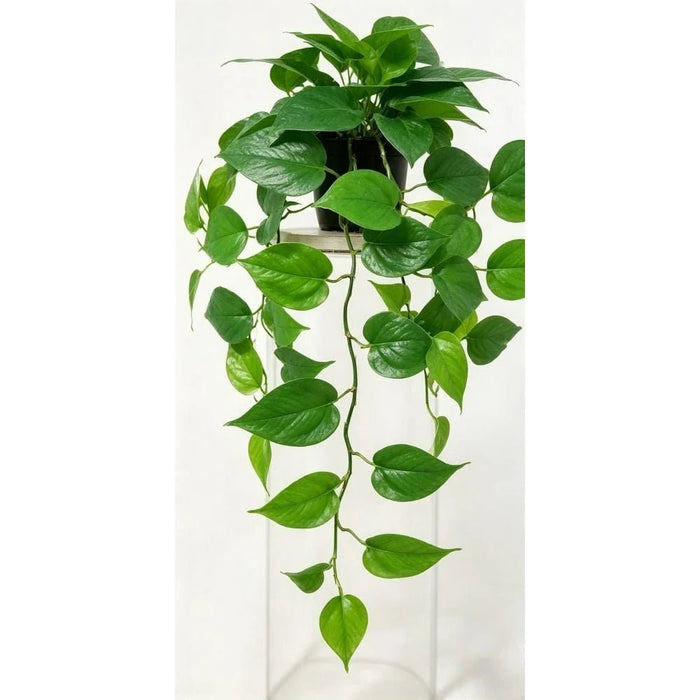 Fernza White Edged Potted Plant Green H50Cm