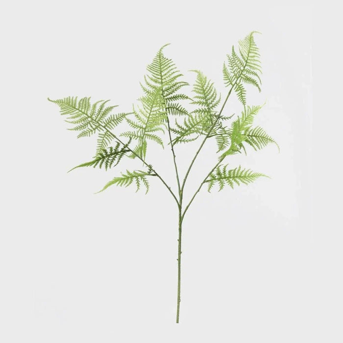 Fernza Asparagus Single Stem Green H95Cm