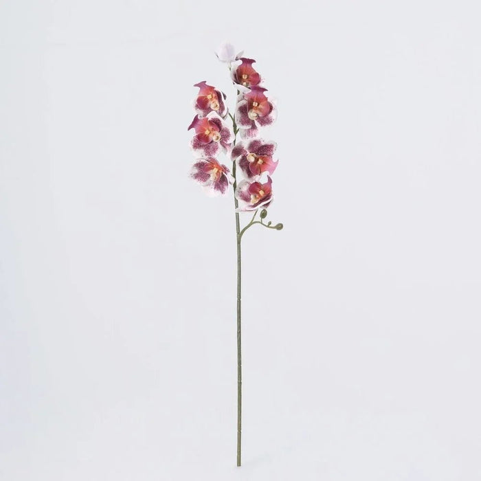 Fernza Delphinium Single Stem Red-Pink H55Cm