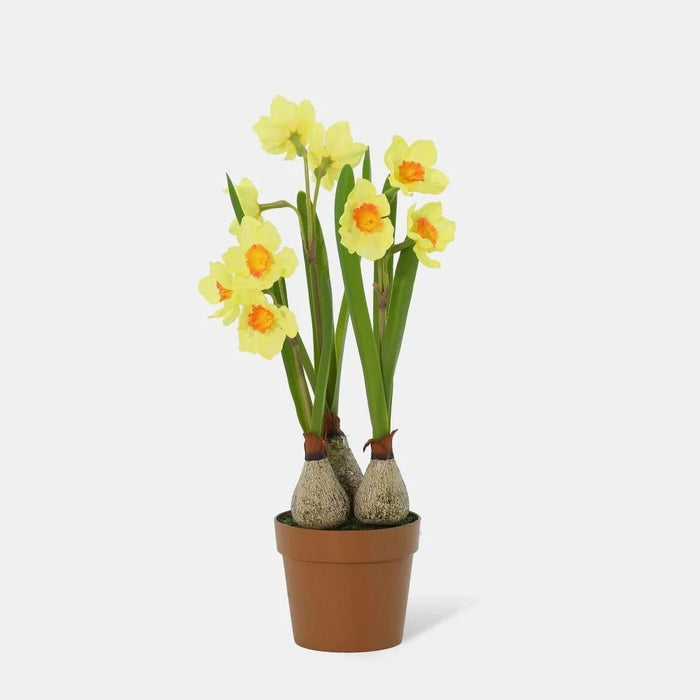 Fernza Daffodil Potted Plant Yellow H37Cm