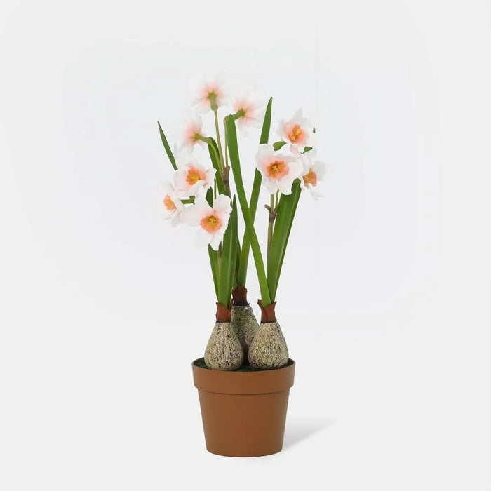 Fernza Daffodil Potted Plant White H37Cm