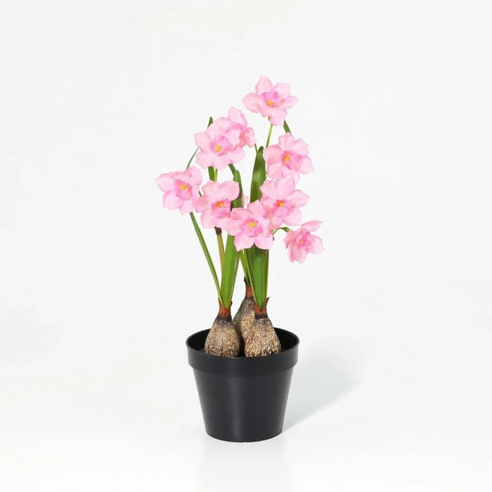 Fernza Daffodil Potted Plant Pink H37Cm