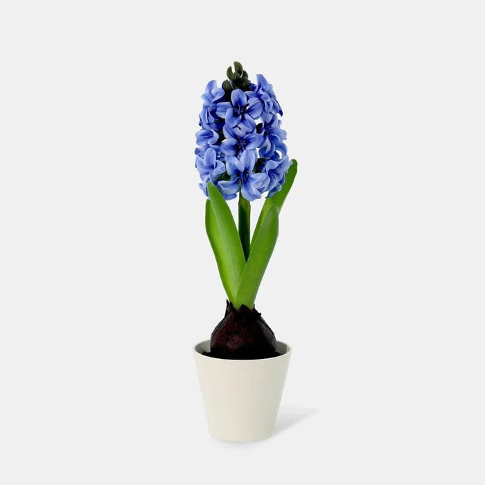 Fernza Hyacinthus Potted Plant Blue H30Cm