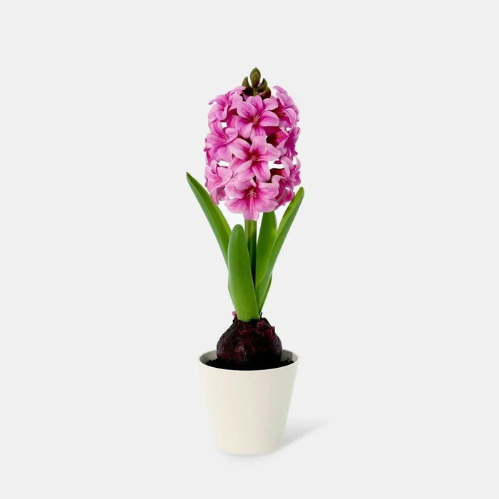 Fernza Hyacinthus Potted Plant Purple H30Cm