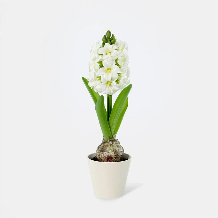 Fernza Hyacinthus Potted Plant White H30Cm
