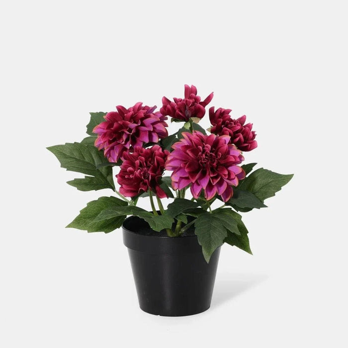 Fernza Dahlia Potted Plant Purple H26Cm