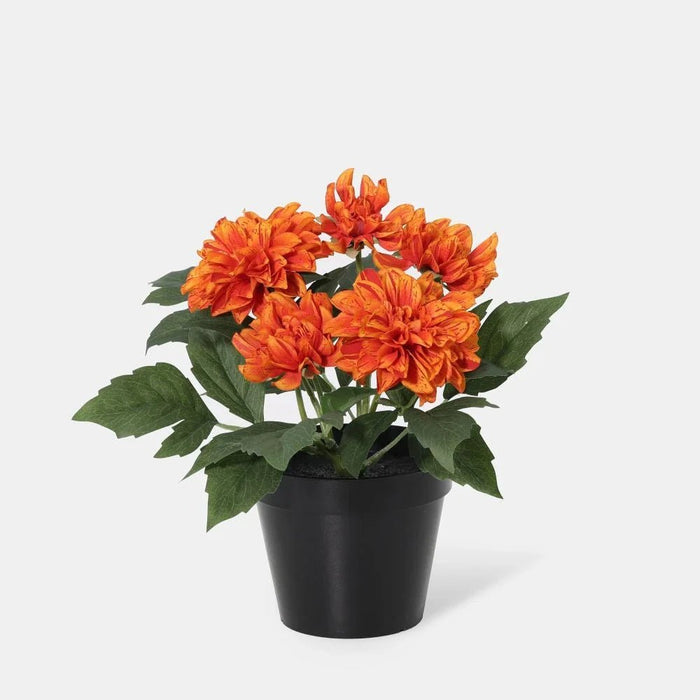 Fernza Dahlia Potted Plant Orange H26Cm